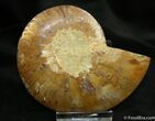 Inch Cleoniceras Ammonite (Half) #1453-1